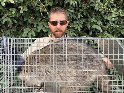 Allentown pest control